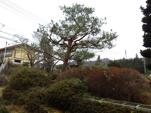 f:id:Naturalhistory:20161213145443j:image