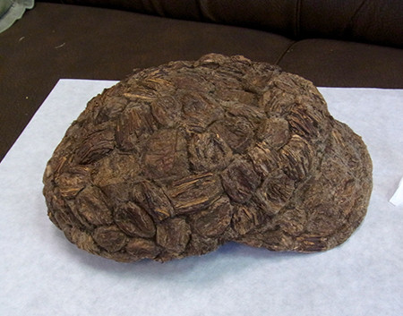 f:id:Naturalhistory:20161214123123j:image