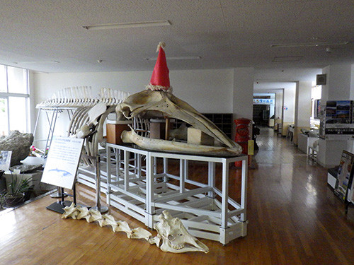 f:id:Naturalhistory:20161224151343j:image