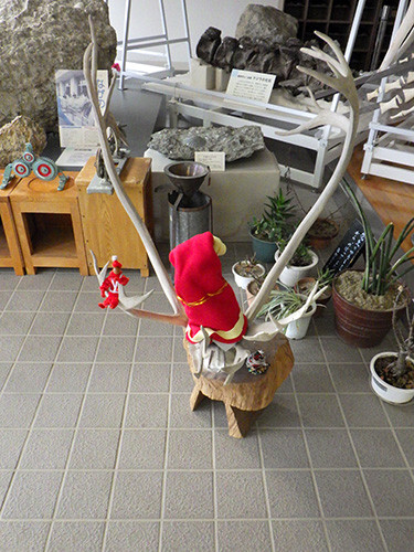 f:id:Naturalhistory:20161224151402j:image