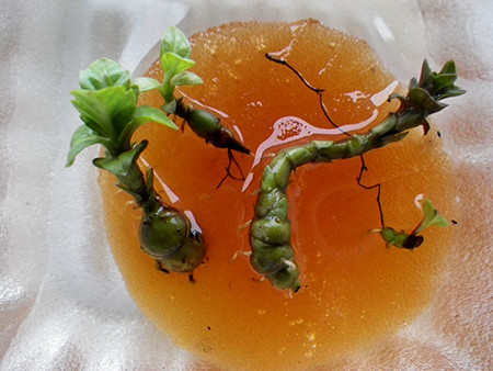 f:id:Naturalhistory:20161227112402j:image