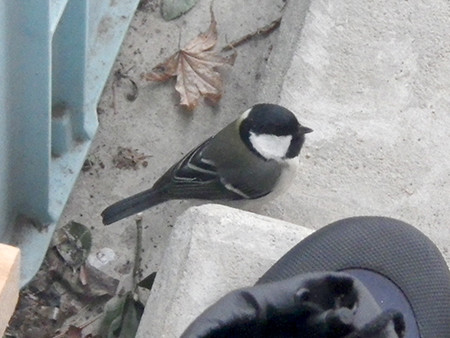 f:id:Naturalhistory:20170114143132j:image