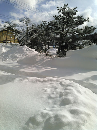f:id:Naturalhistory:20170124130338j:image