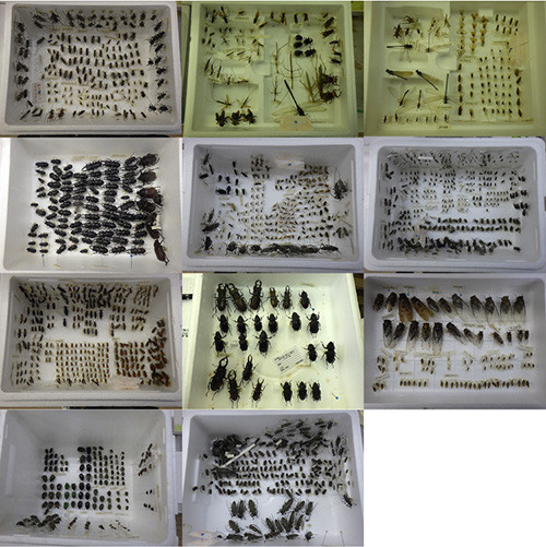 f:id:Naturalhistory:20170209163045j:image