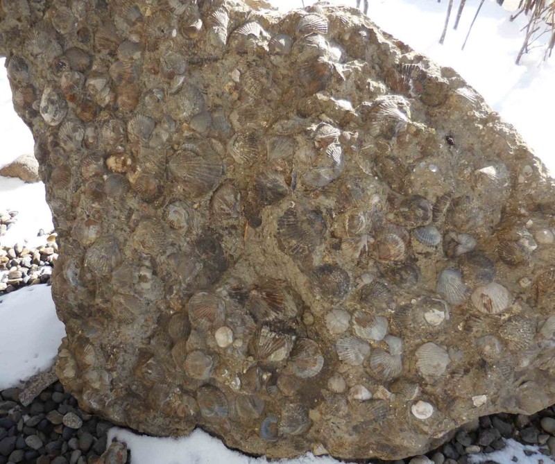 f:id:Naturalhistory:20170214102918j:image:w480