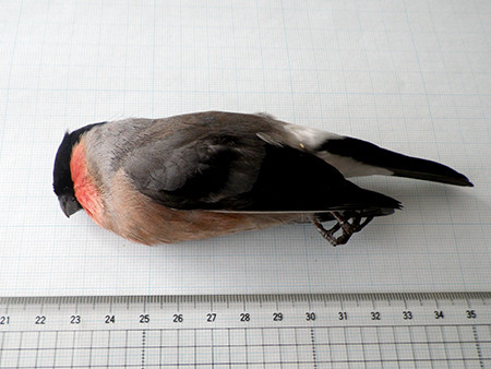 f:id:Naturalhistory:20170222134404j:image