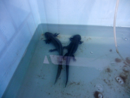 f:id:Naturalhistory:20170301163224j:image