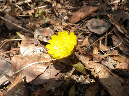 f:id:Naturalhistory:20170304145919j:image