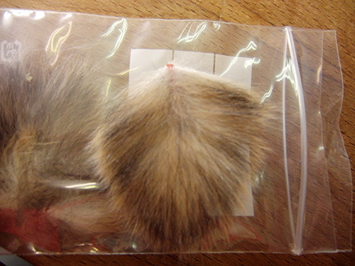 f:id:Naturalhistory:20170305151200j:image