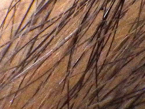 f:id:Naturalhistory:20170305160843j:image