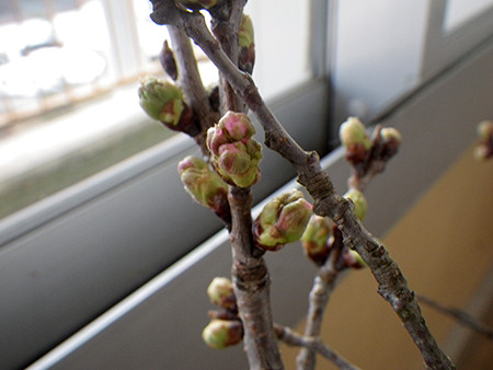 f:id:Naturalhistory:20170309161750j:image