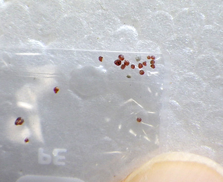 f:id:Naturalhistory:20170325144042j:image