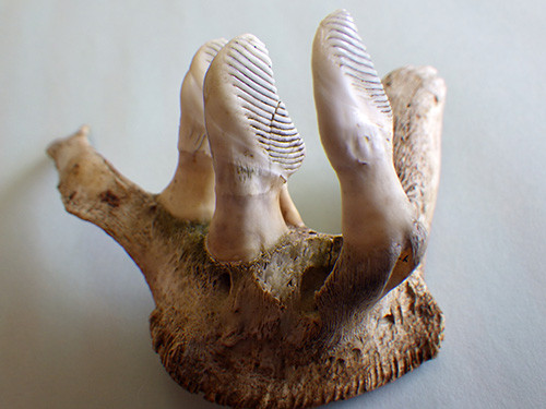 f:id:Naturalhistory:20170329104340j:image