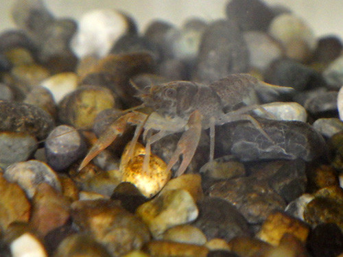 f:id:Naturalhistory:20170504164309j:image