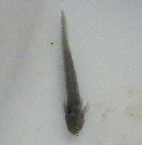 f:id:Naturalhistory:20170504165413j:image