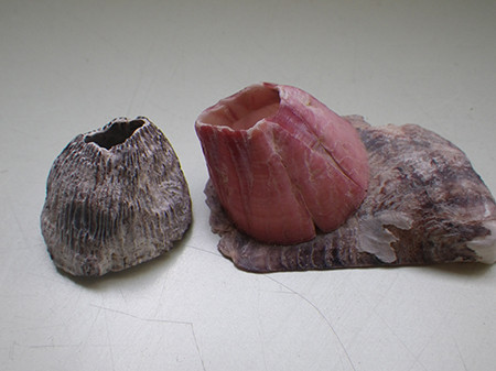 f:id:Naturalhistory:20170511160609j:image