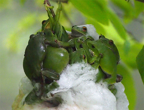 f:id:Naturalhistory:20170601143139j:image