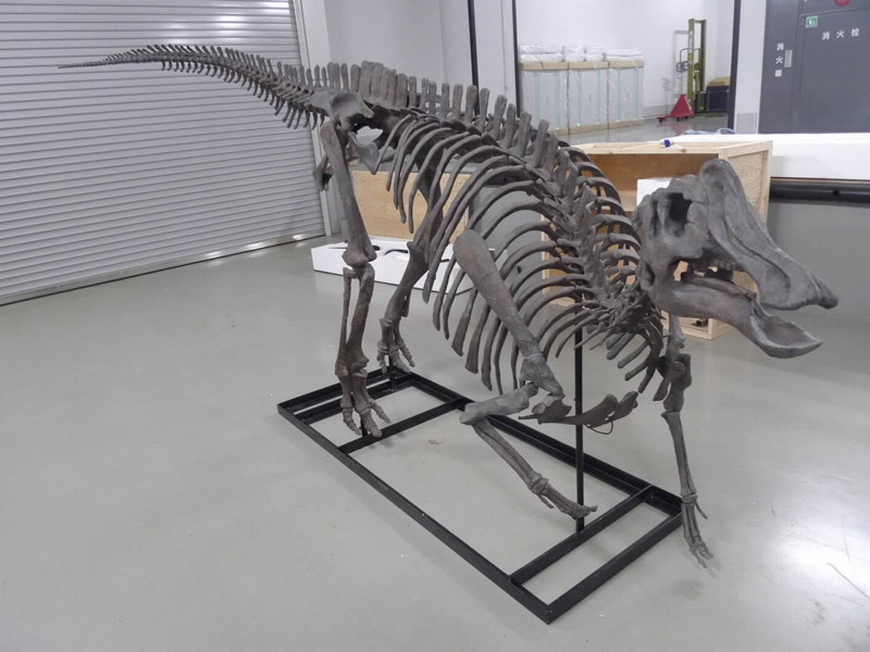 f:id:Naturalhistory:20170620161136j:image:w360