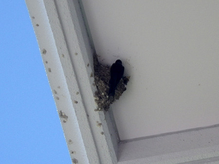 f:id:Naturalhistory:20170714083019j:image