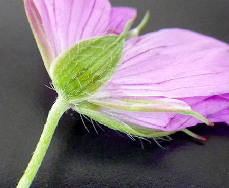 f:id:Naturalhistory:20170715140252j:image