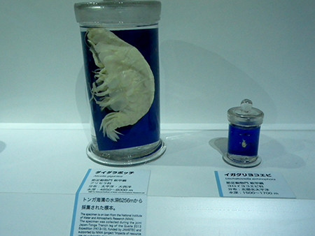 f:id:Naturalhistory:20170725113747j:image
