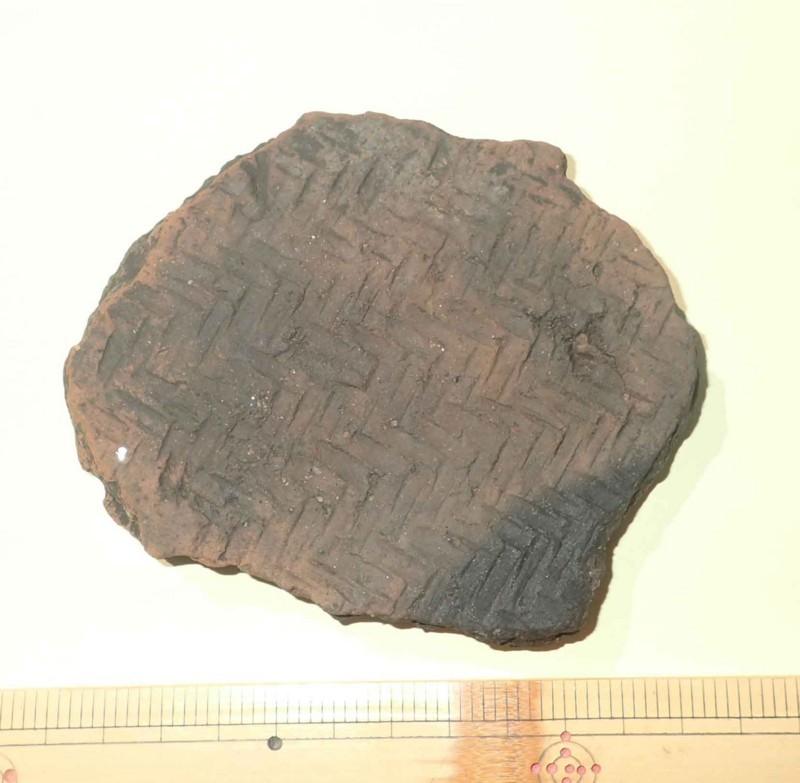 f:id:Naturalhistory:20170914110506j:image:w640