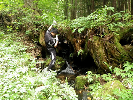 f:id:Naturalhistory:20170922134222j:image