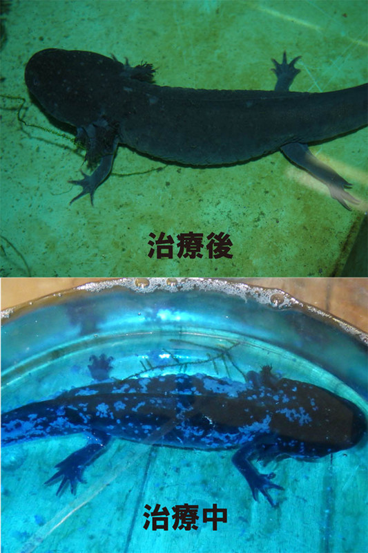 f:id:Naturalhistory:20170923162016j:image