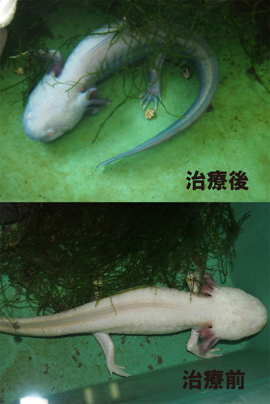 f:id:Naturalhistory:20170923162055j:image