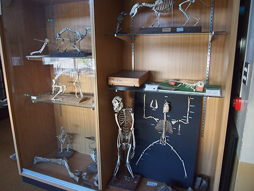 f:id:Naturalhistory:20170926110402j:plain
