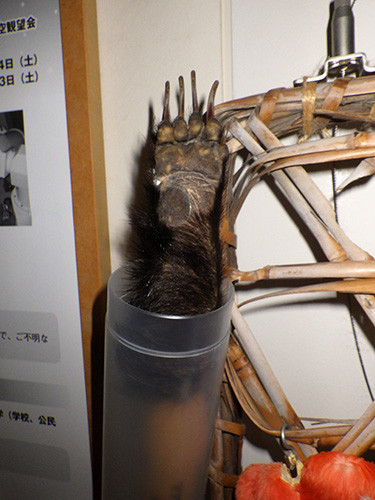 f:id:Naturalhistory:20171003164936j:image