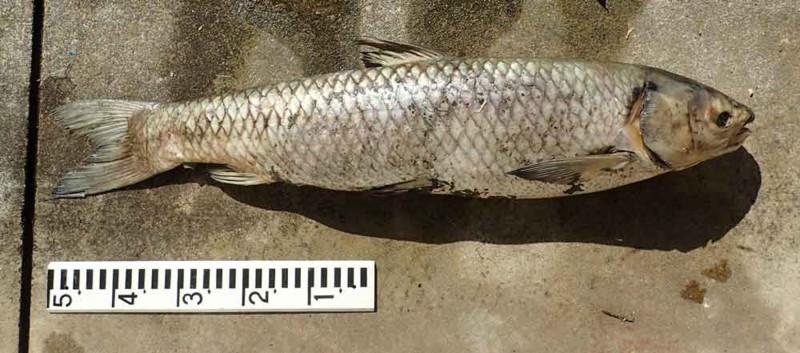 f:id:Naturalhistory:20171026162538j:image:w360