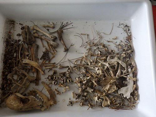 f:id:Naturalhistory:20171122142454j:image