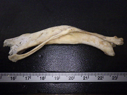 f:id:Naturalhistory:20171122143016j:image