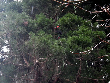 f:id:Naturalhistory:20171201140601j:image f:id:Naturalhistory:20171201140601j:image