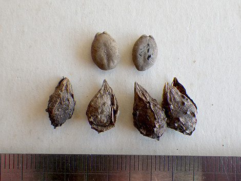 f:id:Naturalhistory:20171203123359j:image