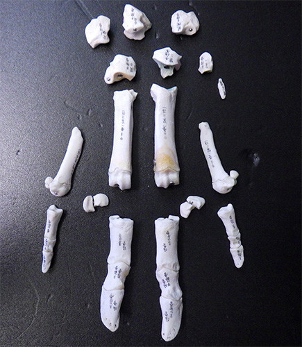 f:id:Naturalhistory:20171213162652j:image f:id:Naturalhistory:20171213162652j:image
