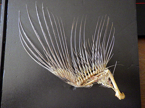 f:id:Naturalhistory:20171223143248j:image