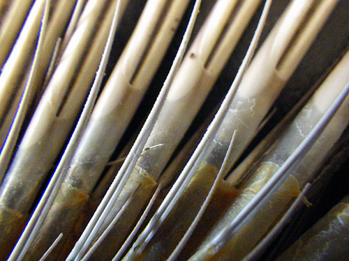 f:id:Naturalhistory:20171223143421j:image