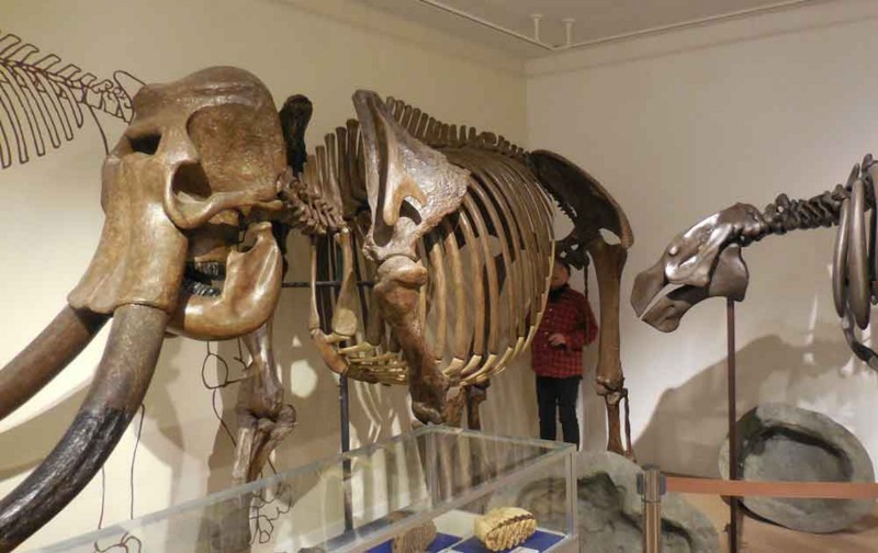 f:id:Naturalhistory:20171228143237j:image:w460