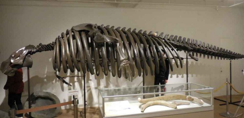 f:id:Naturalhistory:20171228143242j:image:w460
