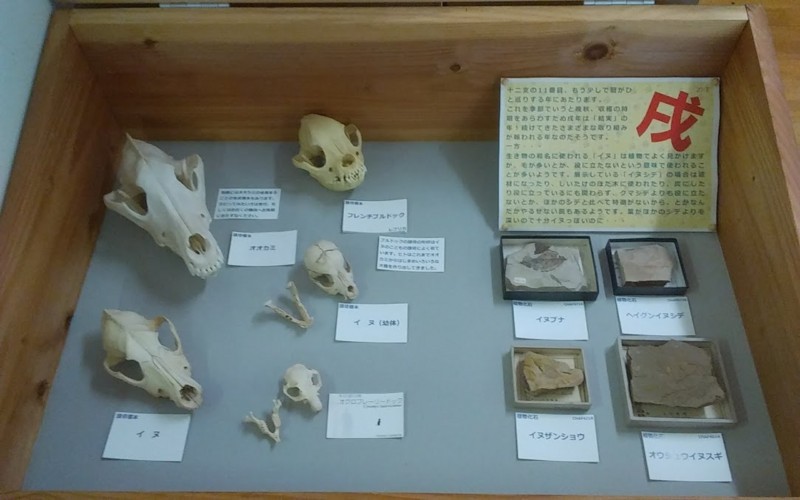 f:id:Naturalhistory:20180105162642j:image