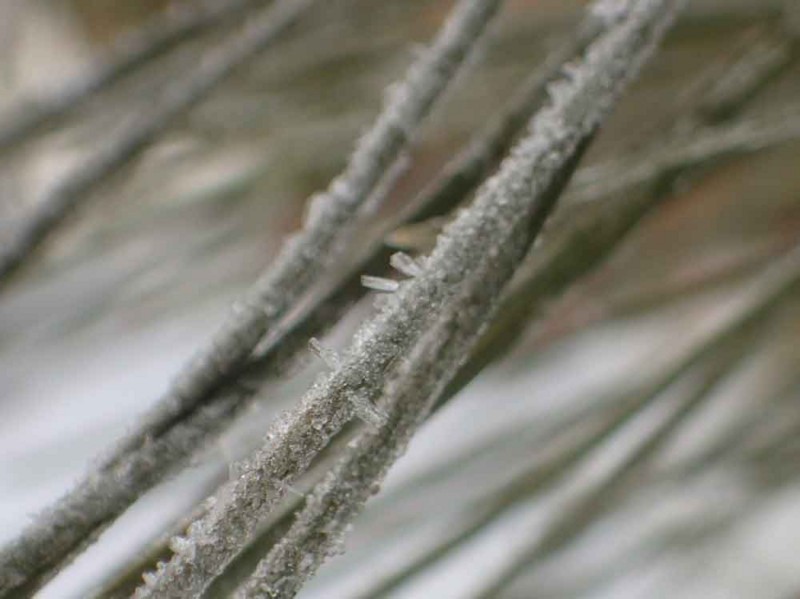 f:id:Naturalhistory:20180113153158j:image:w640