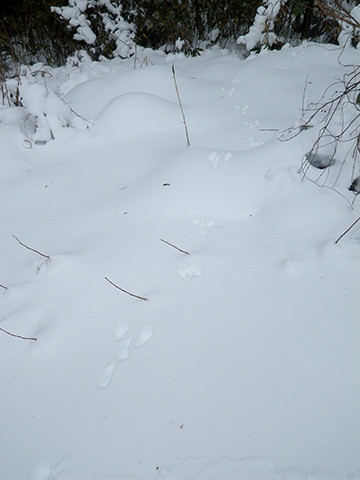 f:id:Naturalhistory:20180128141138j:image