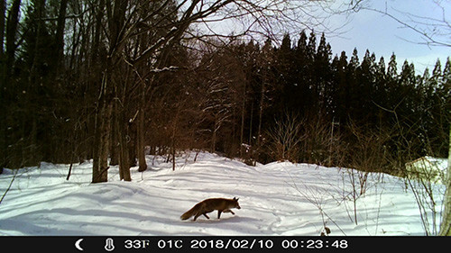 f:id:Naturalhistory:20180210002350j:image