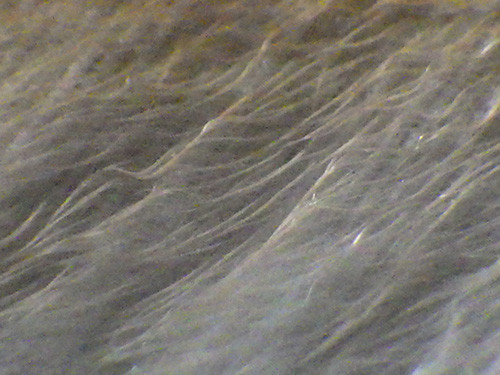 f:id:Naturalhistory:20180225152641j:image f:id:Naturalhistory:20180225152641j:image