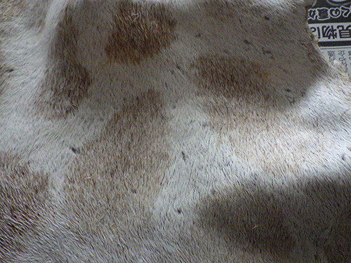 f:id:Naturalhistory:20180225164039j:image f:id:Naturalhistory:20180225164039j:image