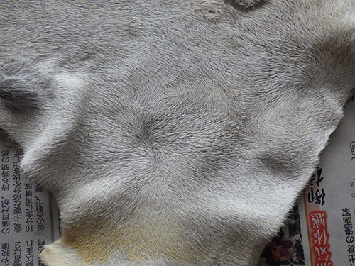 f:id:Naturalhistory:20180225164056j:image f:id:Naturalhistory:20180225164056j:image