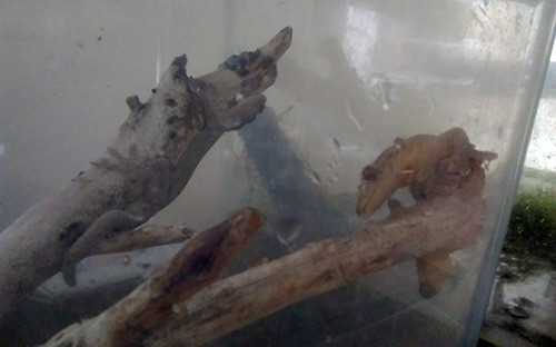 f:id:Naturalhistory:20180316160211j:image