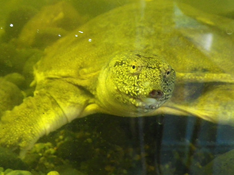 f:id:Naturalhistory:20180317153947j:image